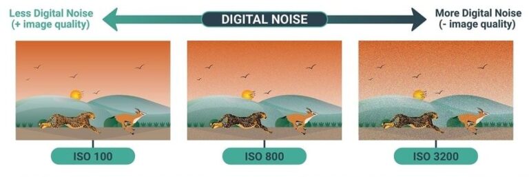 راهنمای تنظیم ایزو در عکاسی حیوانات_ راهنمای جامع درباره ایزو